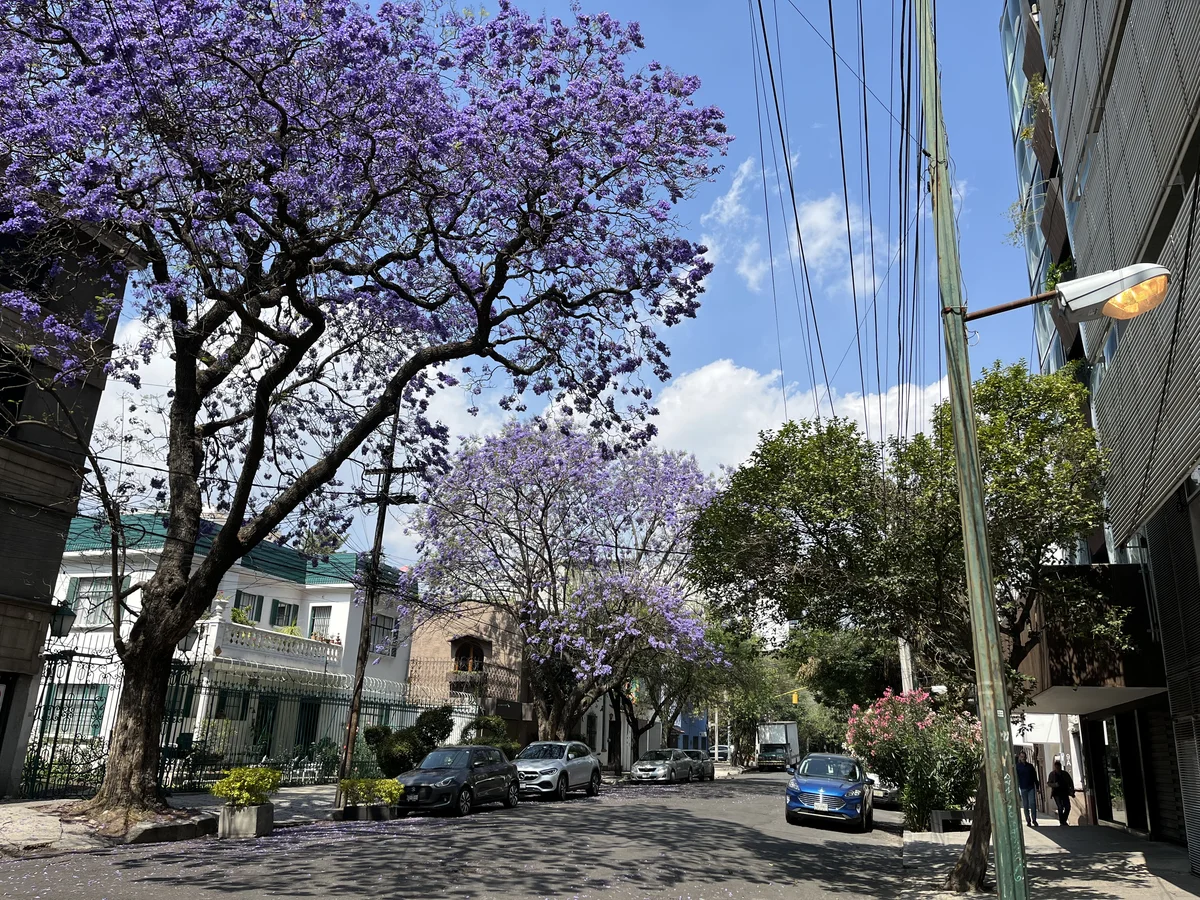 A jacaranda-lined street in the Condesa neighbourhood of Mexico City